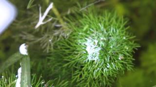 Cultivo De Plantas Ornamentales Acuaticas