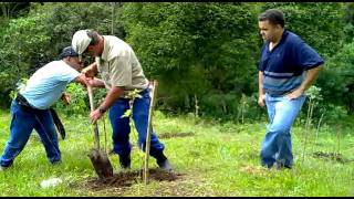 Como Fertilizar Arboles Frutales