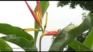 Plantas Ornamentales Del Peru Nombres