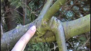 Www.poda De Arboles Frutales