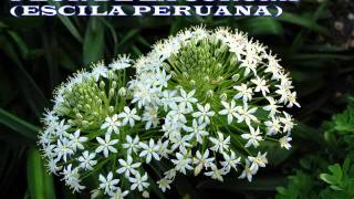 Plantas Ornamentales Por Orden Alfabetico