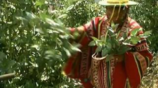 Plantas Curativas En Bolivia