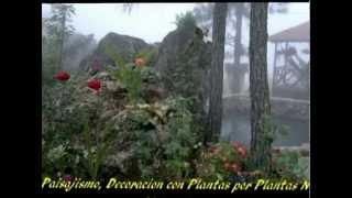 Plantas Ornamentales En Panama