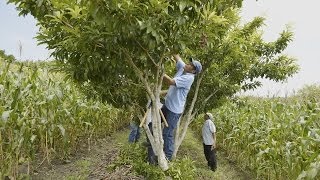 Arboles Frutales Veracruz