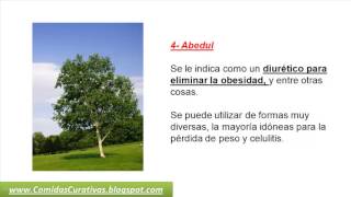 Plantas Curativas Para Bajar De Peso