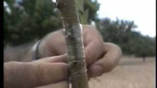 Tipos De Arboles Frutales En Costa Rica