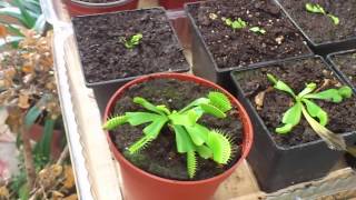Plantas Carnivoras Atrapamoscas