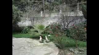 Venta De Arboles Frutales En Xochimilco