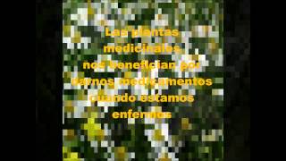 Plantas Carnivoras Beneficios