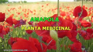 Plantas Curativas Amapola