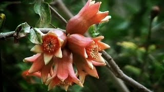 Arboles Frutales Granadas