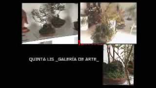 Plantas Ornamentales Artificiales En Venezuela