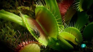 Plantas Carnivoras Atrapamoscas