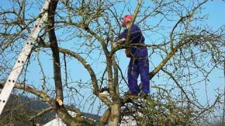 Arboles Frutales Galicia