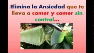 Plantas Curativas Aloe Vera