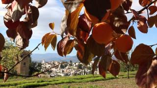 Arboles Frutales Kaki