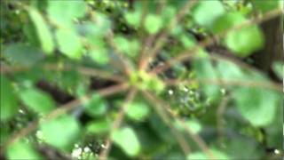 Arboles Frutales Venenosos