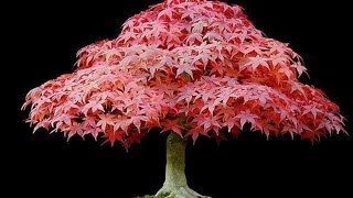 Arboles Frutales Miniatura