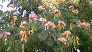Arboles Frutales Que Soportan El Frio