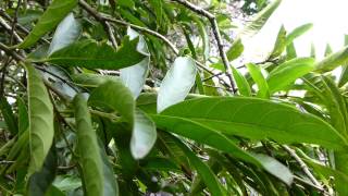 Arbustos Ornamentales En Costa Rica