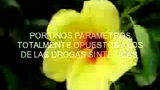 Plantas Curativas En La Biblia