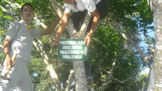 Arboles Frutales Chilenos Nombres