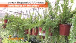 Variedades Arbustos Ornamentales