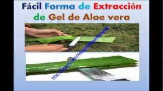 Plantas Curativas Aloe Vera
