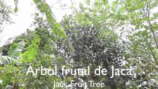Beneficios De Los Arboles Frutales