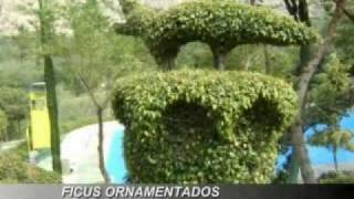 Poda De Arboles Y Arbustos Ornamentales