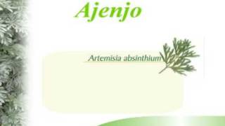 Plantas Curativas Ajenjo