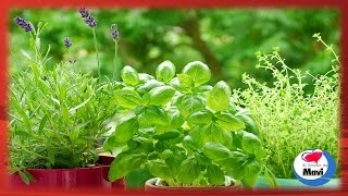Plantas Curativas Comunes