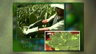 Plantas Curativas Y Sus Propiedades