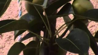 Arboles Frutales Zacatecas
