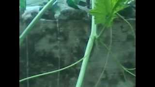 Adaptacion De Las Plantas Carnivoras Wikipedia