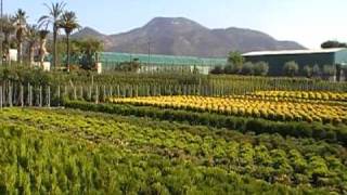 Plantas Ornamentales Uruguay