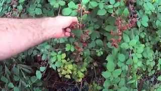 Arboles Frutales Y Sus Beneficios