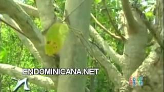 Plantas Curativas En La Biblia