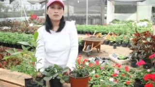 Cuidados De Los Arboles Frutales