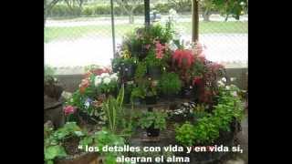 Ejemplos De Plantas Ornamentales En Costa Rica