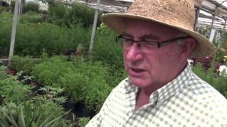 Plantas Curativas Cancer