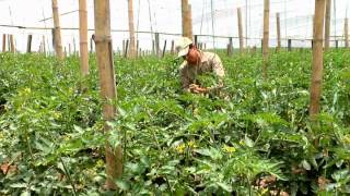 Sistemas De Riego Agricola En Veracruz