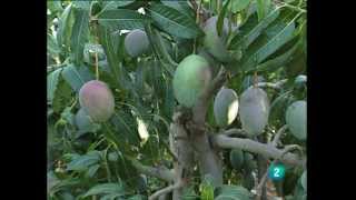 Arboles Frutales Tropicales
