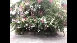 Arbustos Ornamentales Con Flores Rojas