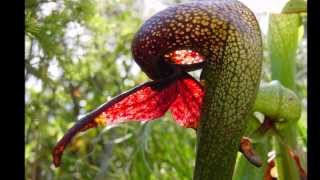 Plantas Carnivoras Beneficios