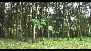 Arboles Frutales Oaxaca