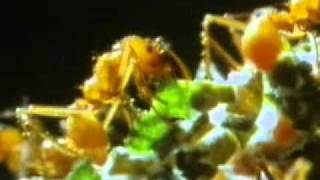 Plantas Carnivoras Como Es Su Alimentacion En Comparacion Con Las Demas Plantas