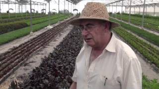 Plantas Curativas Cancer