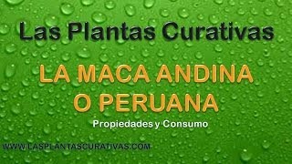 Plantas Curativas Del Peru