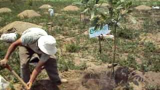 Arboles Frutales El Aguacate